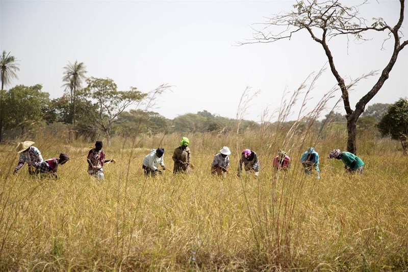 Im November ist Erntezeit. In Gruppen gehen die Frauen in die Reisfelder und ernten gemeinsam. Die Parzellen gehören einzelnen Familien, doch die Ernte ist Gemeinschaftsarbeit. Die Caritas hat verbesserte Reissorten eingeführt, die mit kurzen Regenzeiten auskommen. Die Ernte ist dieses Jahr gut.