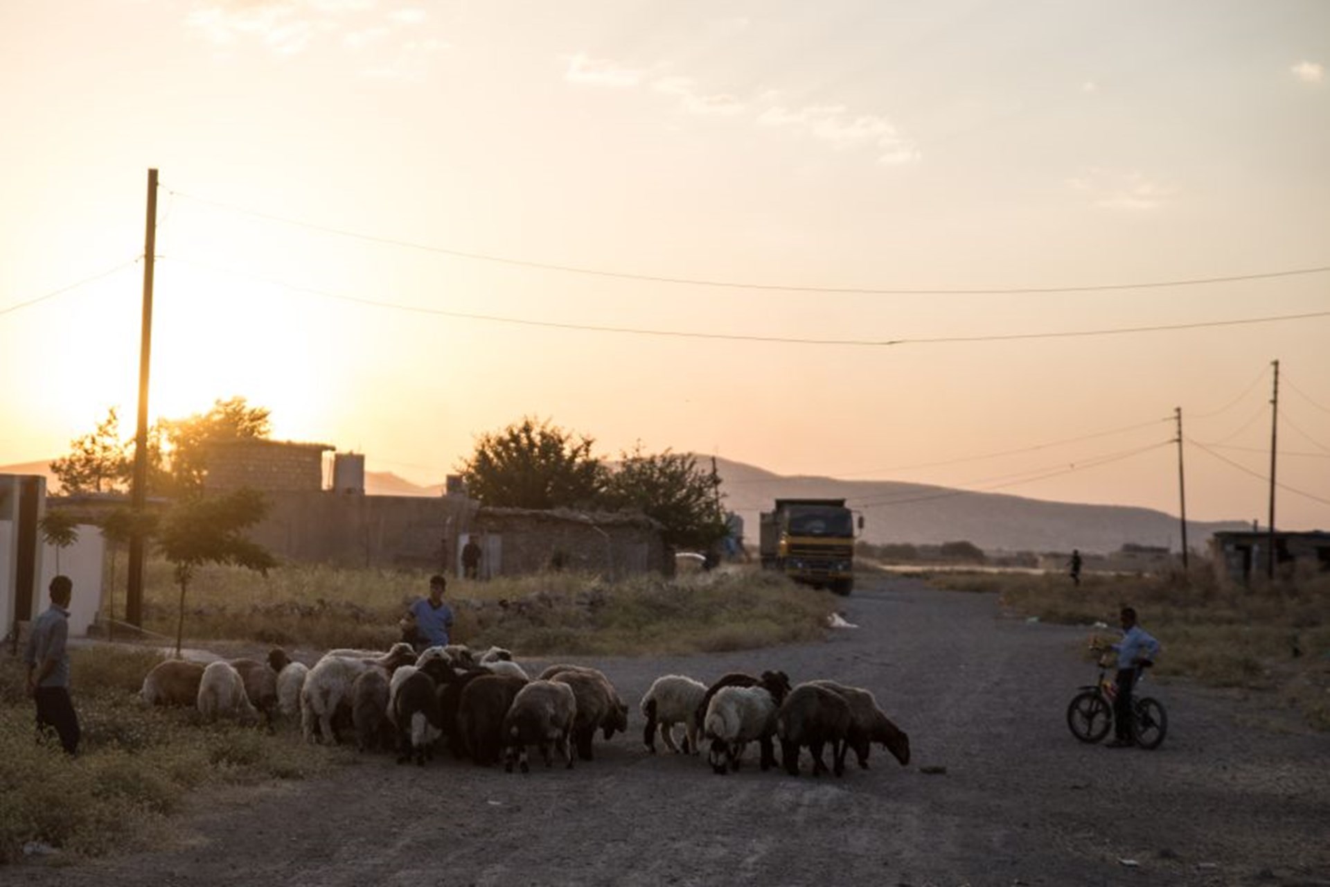 Junge Männer hüten eine Horde Schaafe