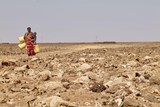 Die Dürre ist in Kenia allgegenwärtig. Kilometerweit müssen Menschen laufen, um zu Wasser zu gelangen. Dabei liegen immer wieder Tierkadaver am Wegesrand.
